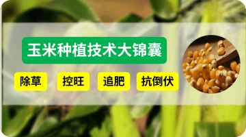 玉米种植技术大锦囊