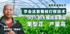 90%的大棚蔬菜都能国型正 产量高